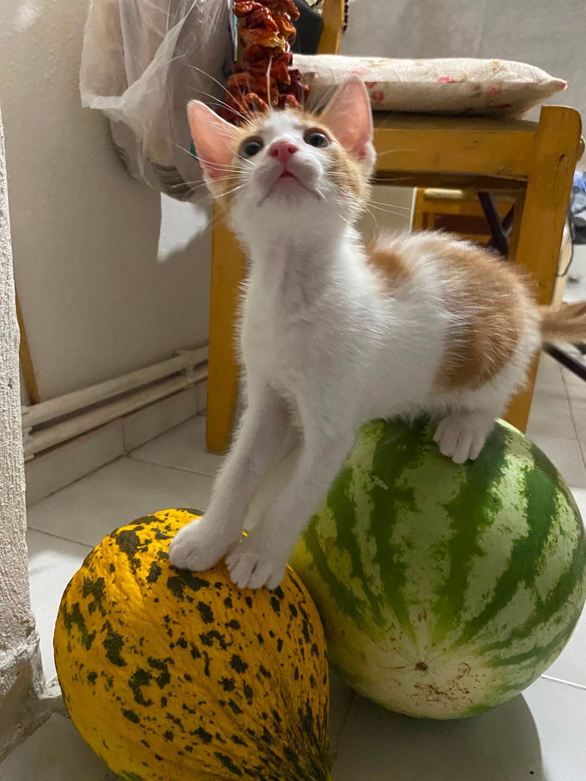 Kavun Melez Kedi, İzmir