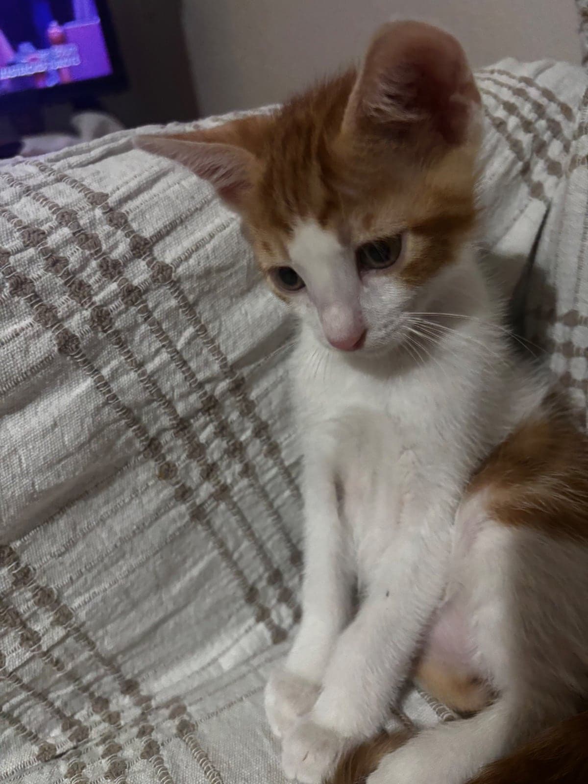 Nazlı Seç beğen Al Melez Kedi, İzmir