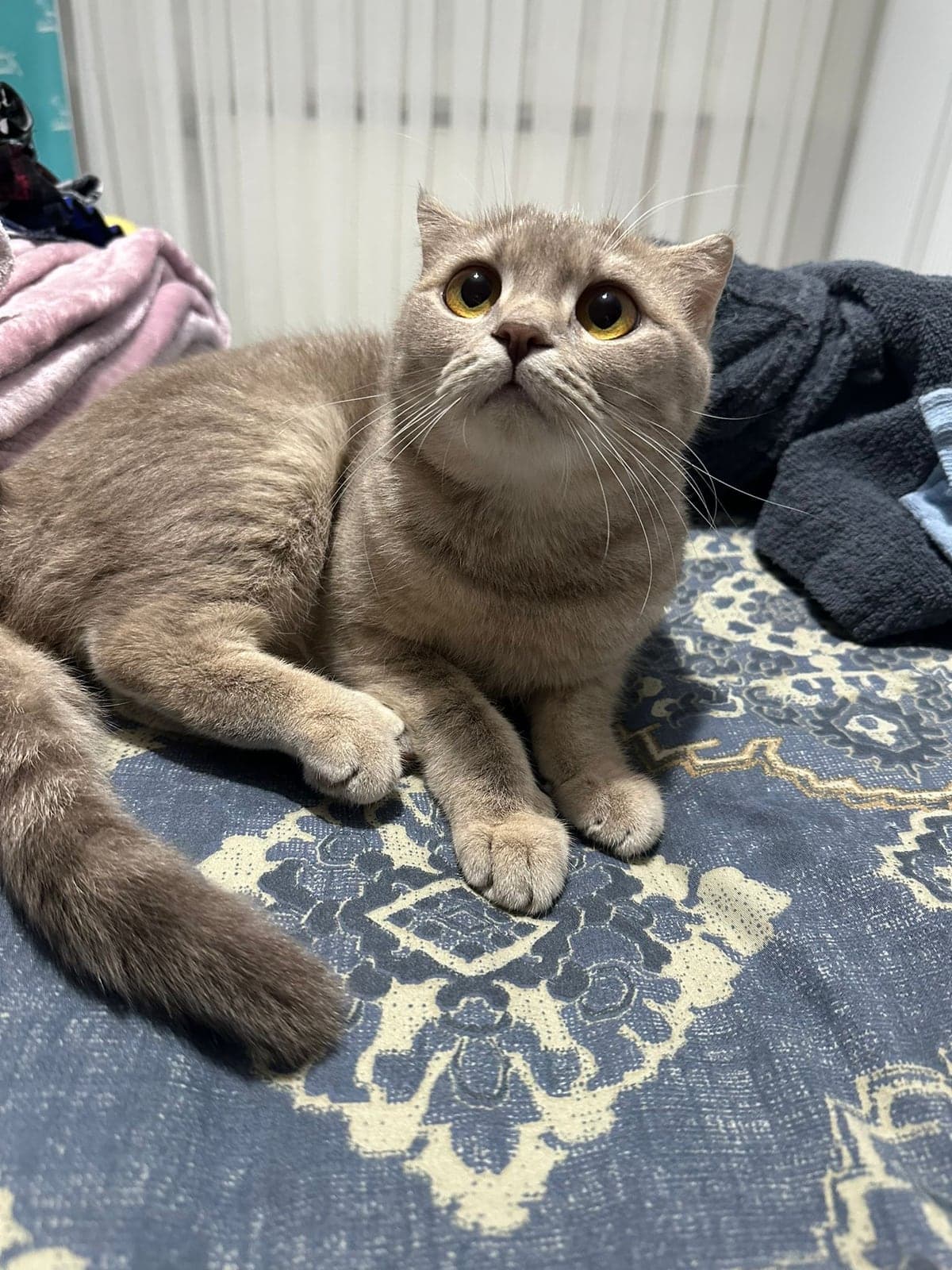 Kiko Scottish Fold Kedi, İstanbul