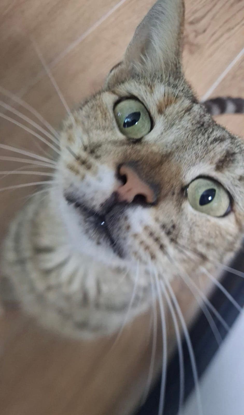 Güçlü Tekir Kedi, Antalya