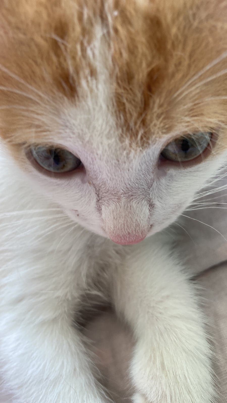 Latte Sokak Kedisi Kedi, İstanbul