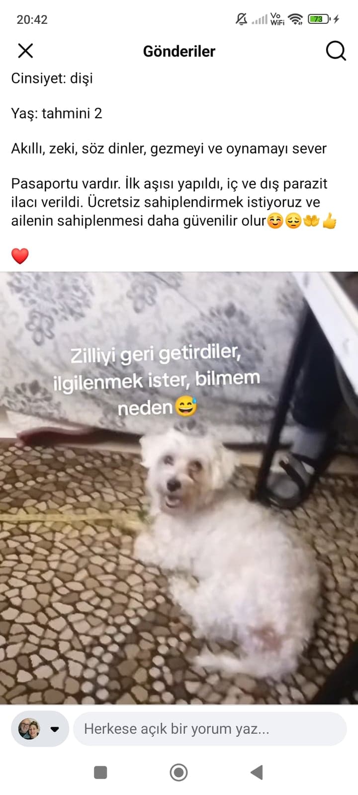 Keriman prenses Terrier Köpek, Tekirdağ