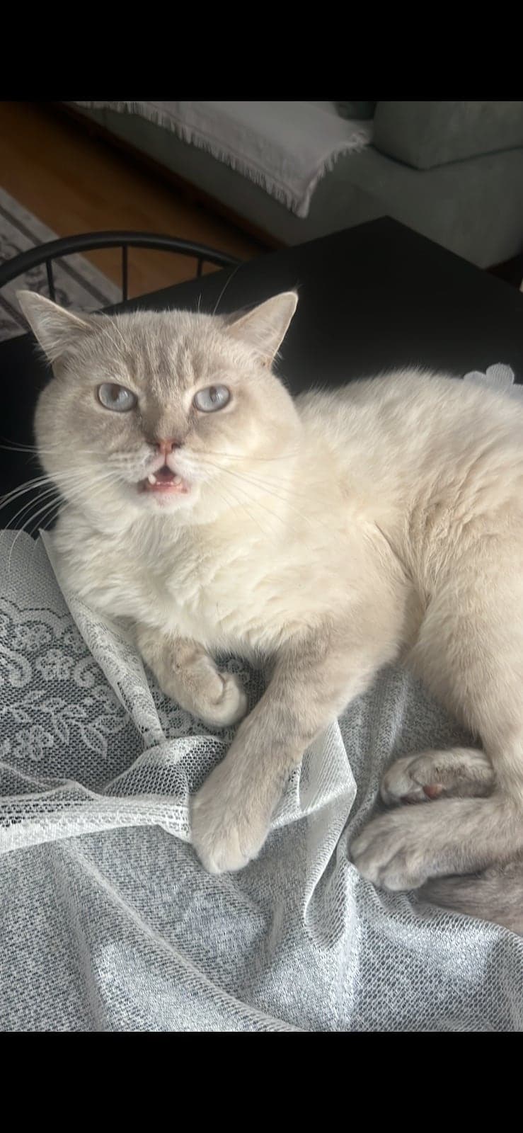 Coco British Shorthair Kedi, İstanbul
