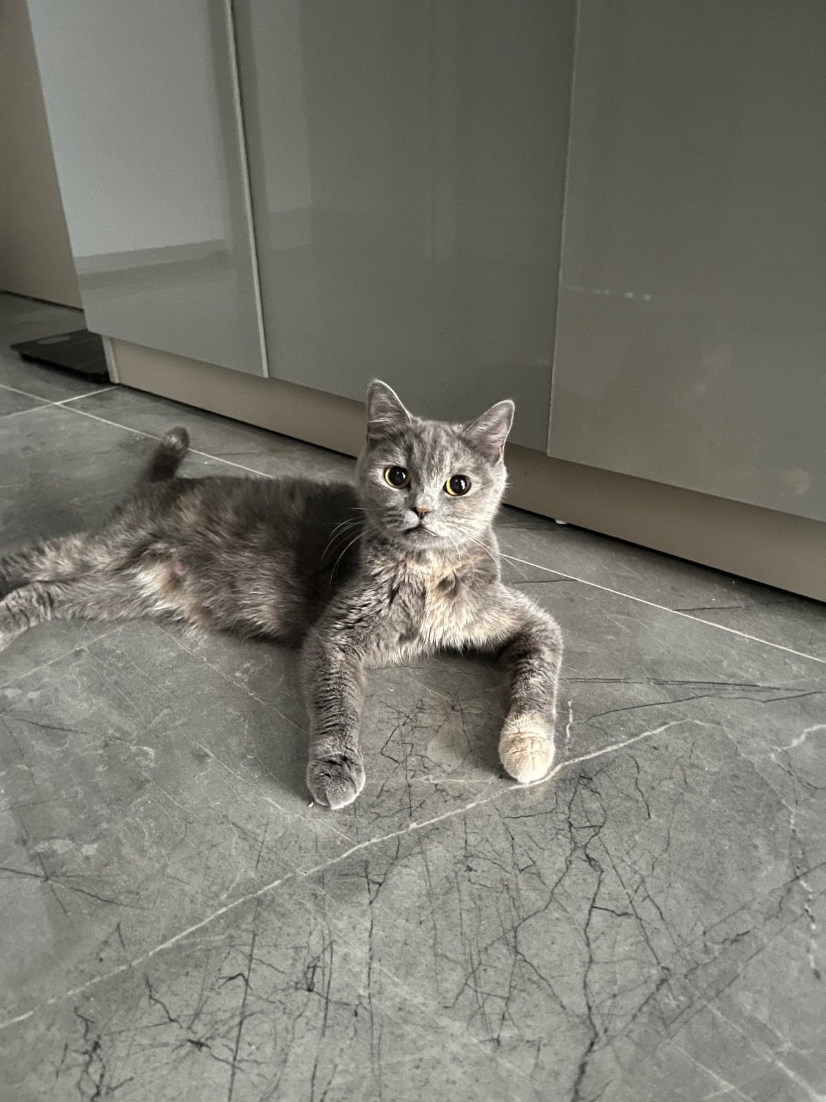 Zilli British Shorthair Kedi, Antalya
