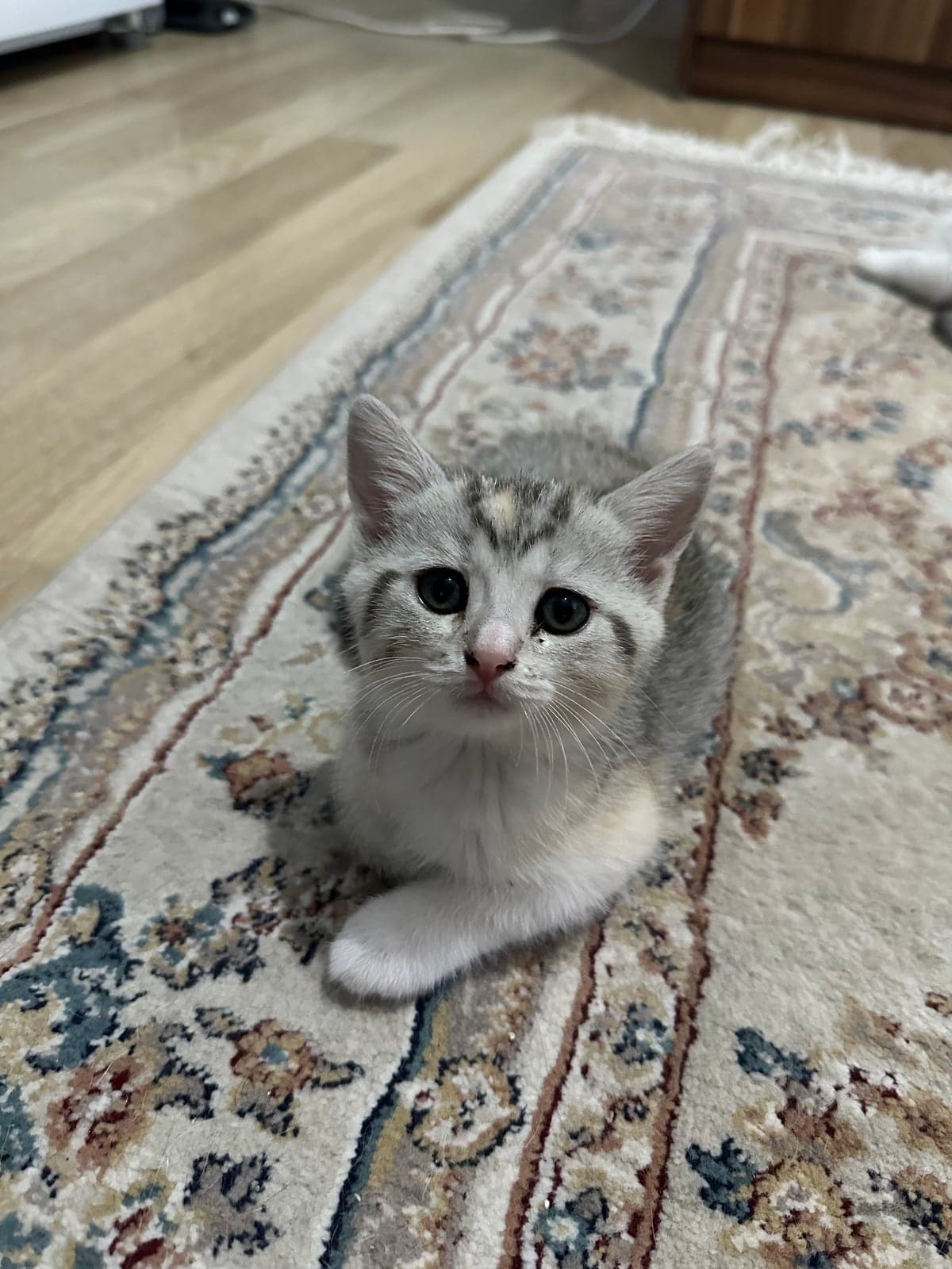 Melez / Karışık · Kedi Bilmiyorum Kedi, Sakarya