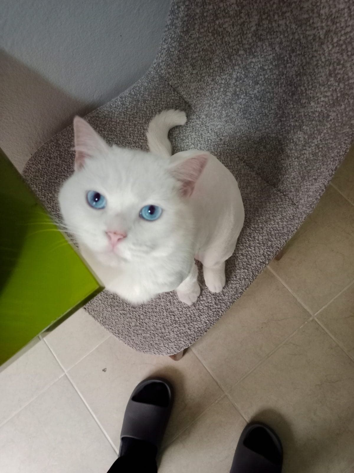 Nia British Longhair Kedi, İstanbul
