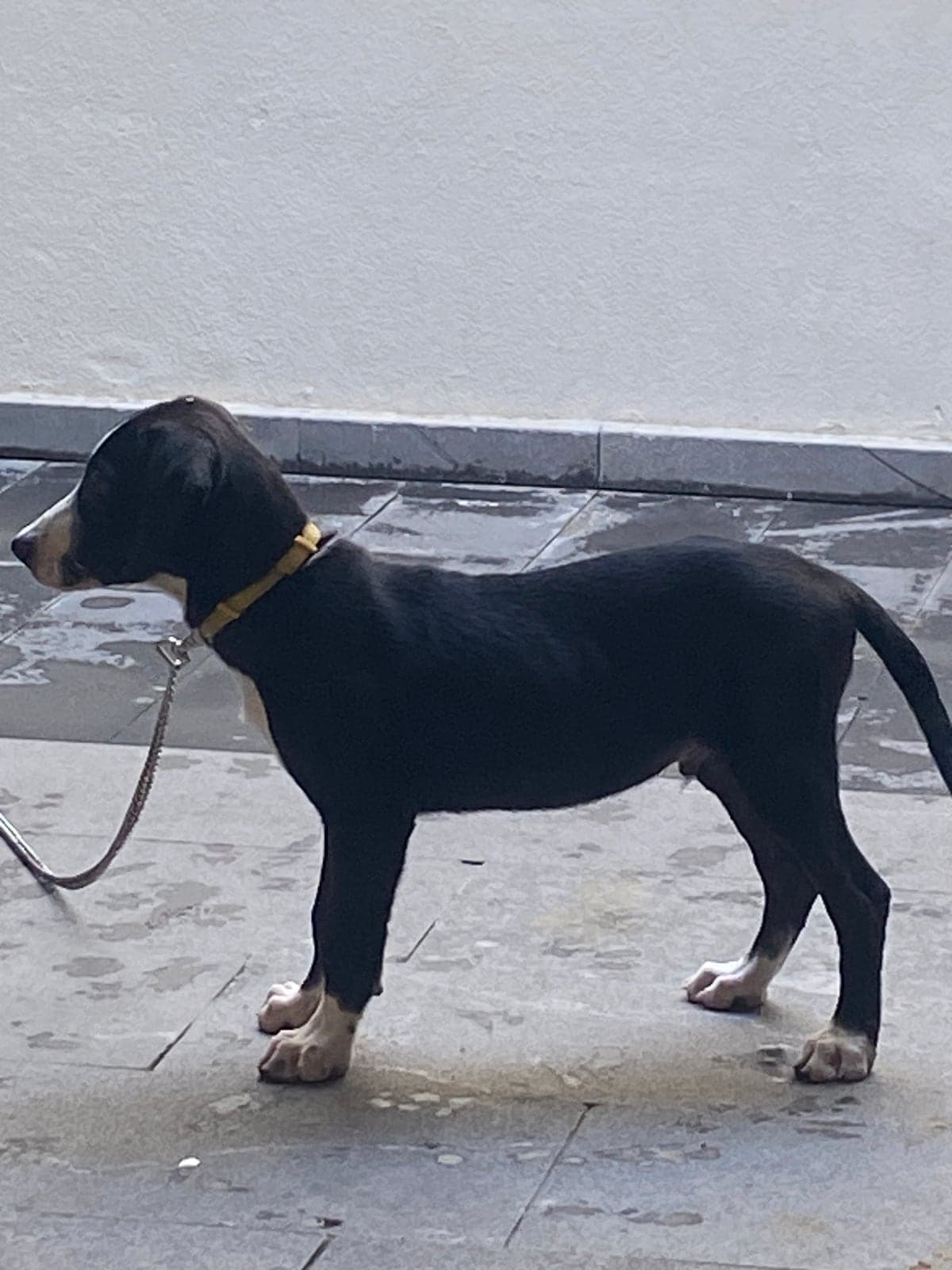 Reşo Border Collie Köpek, Diyarbakır
