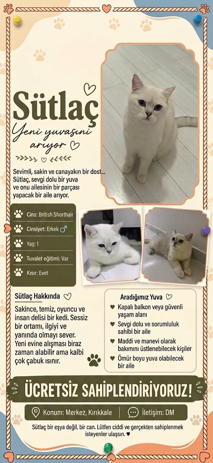 Sütlaç British Shorthair Kedi, Kırıkkale