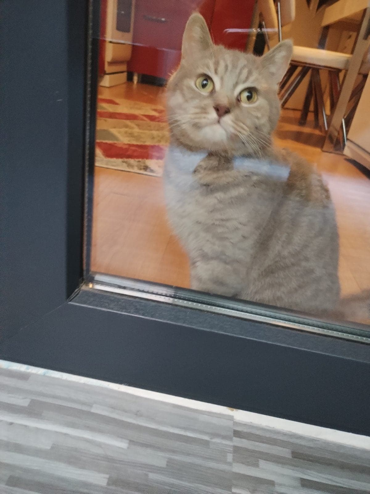 Leo British Shorthair Kedi, Ankara