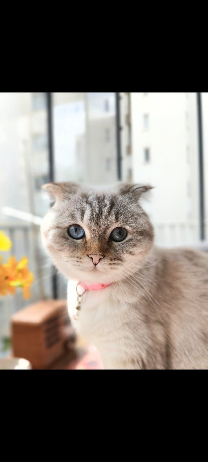 Paris Melez Kedi, Antalya