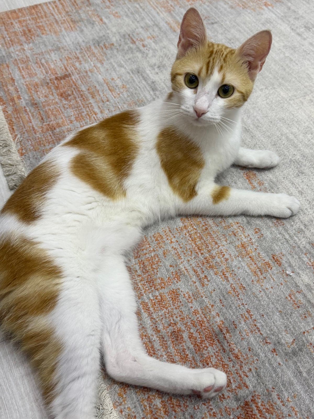 Belgin Tekir Kedi, İstanbul
