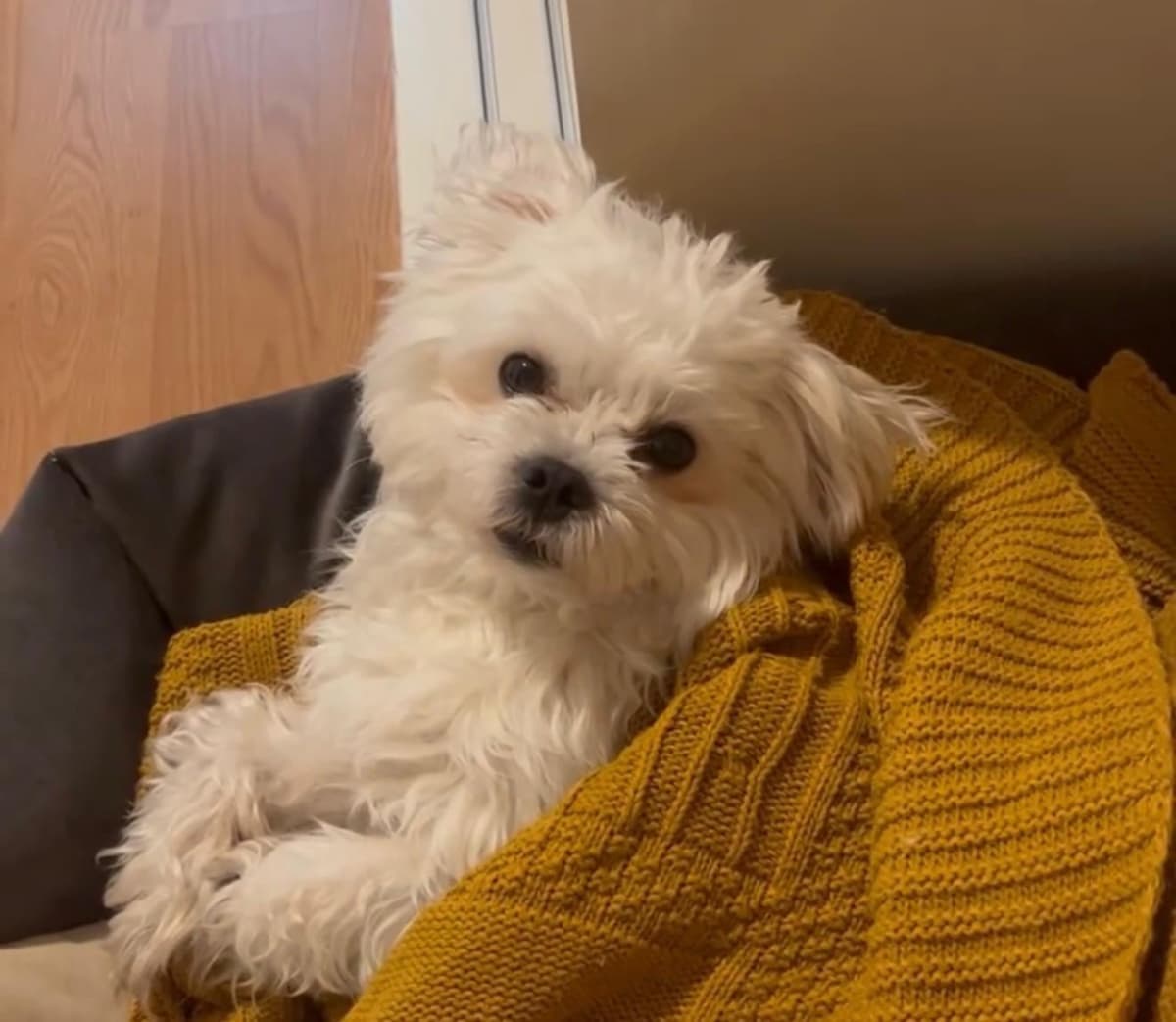 Lucky Maltese Köpek, İstanbul