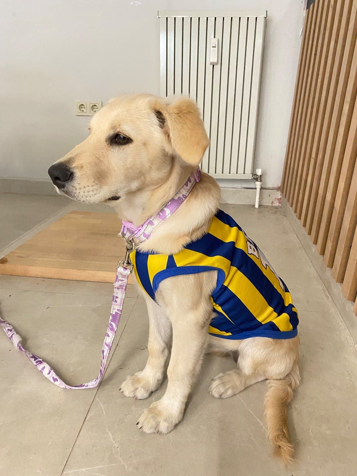 Bella Golden Retriever Köpek, İstanbul