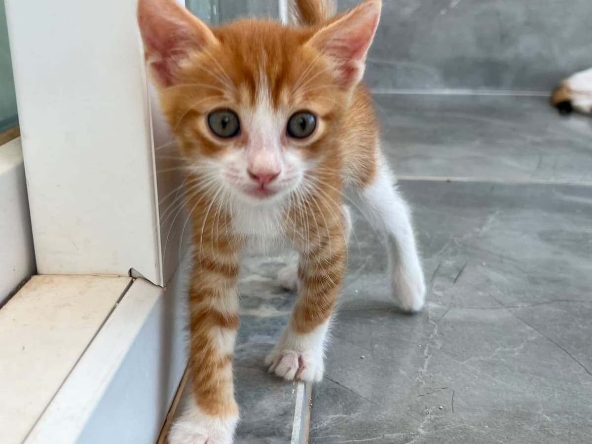 2,5 aylık yavrular Tekir Kedi, Antalya