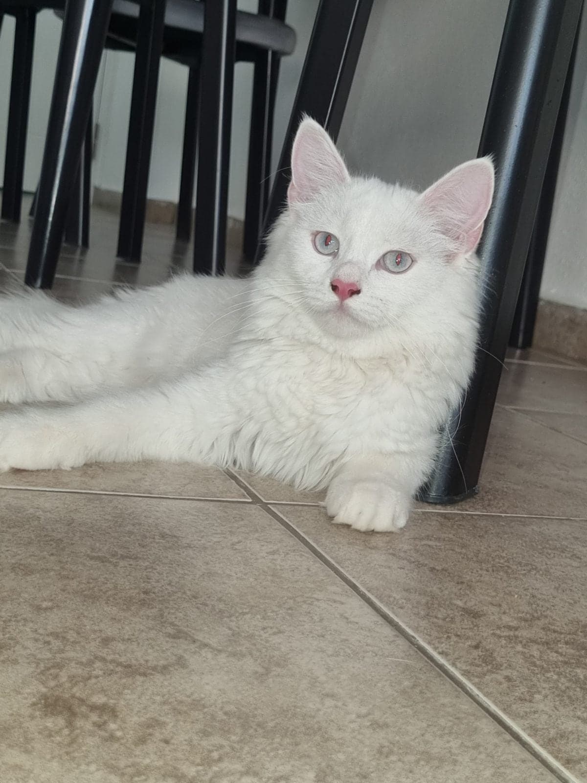 Maya Van Kedisi Kedi, Muğla