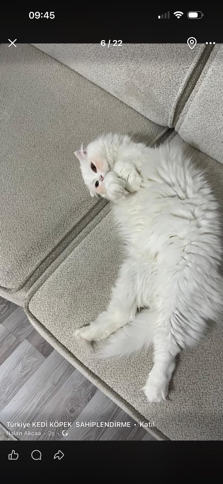 Pamuk British Shorthair Kedi, İstanbul