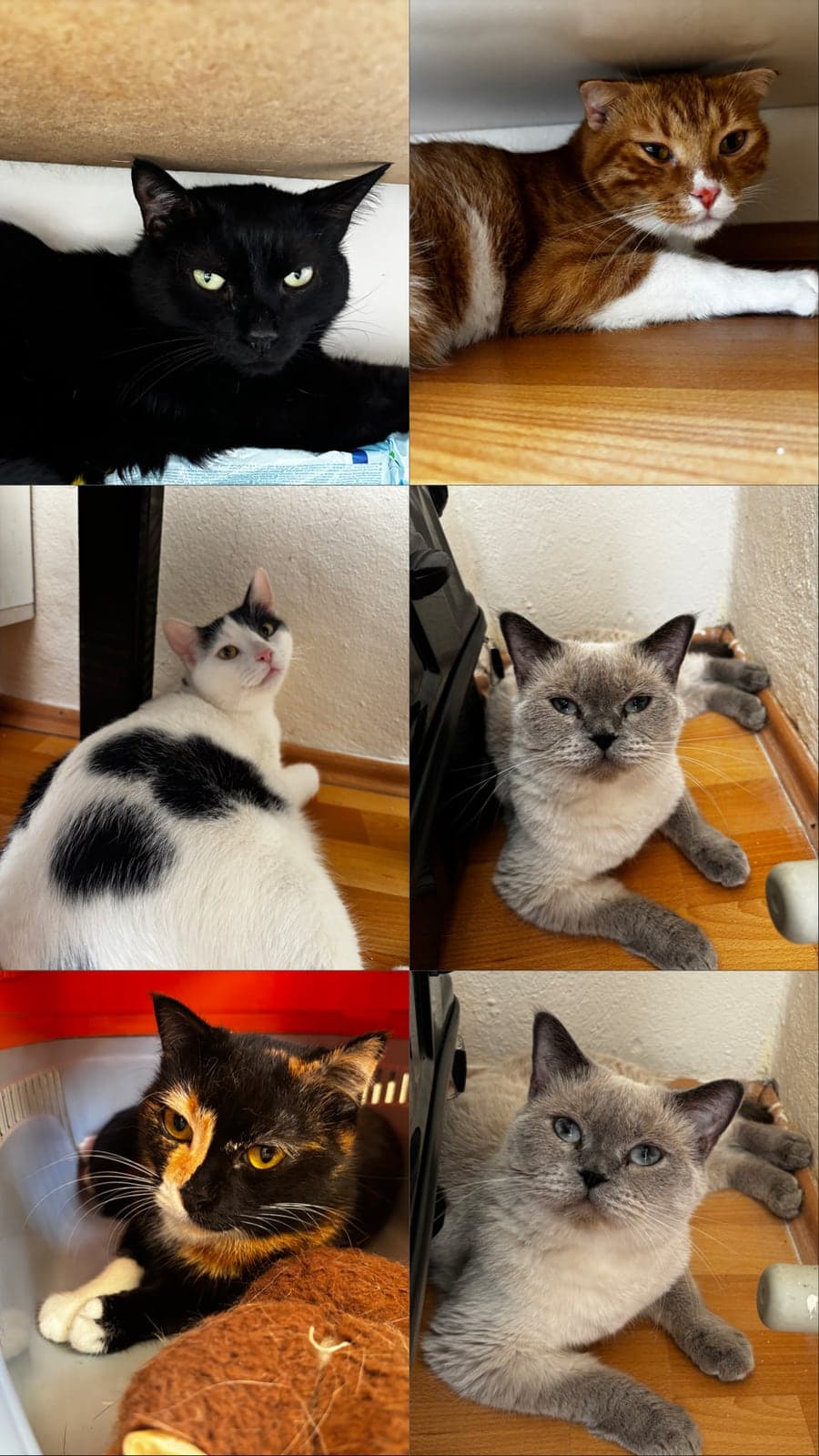 Tufan Bilmiyorum Kedi, Antalya