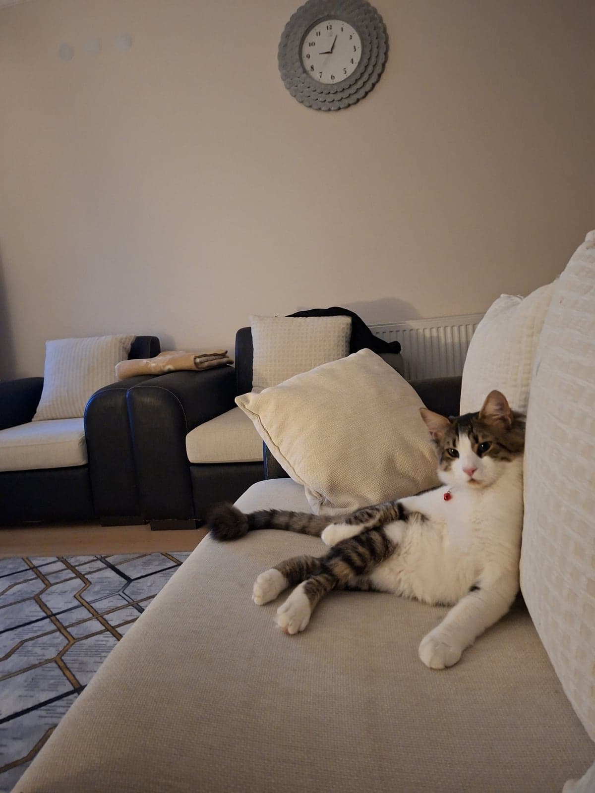 Paşa Tekir Kedi, Çanakkale
