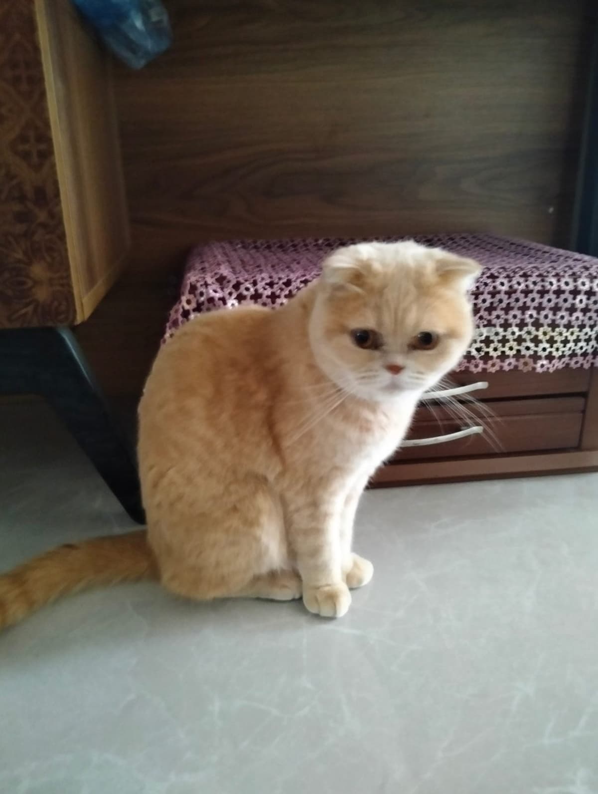 Hera Scottish Fold Kedi, Kocaeli