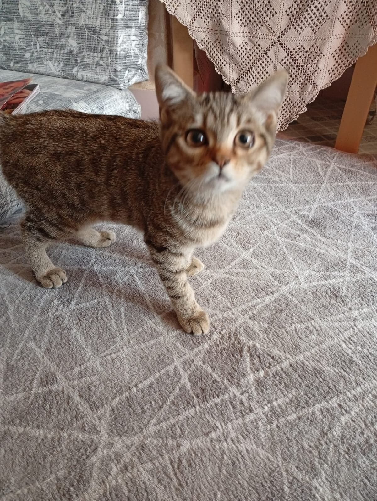 Fındık Bengal Kedi, Erzurum