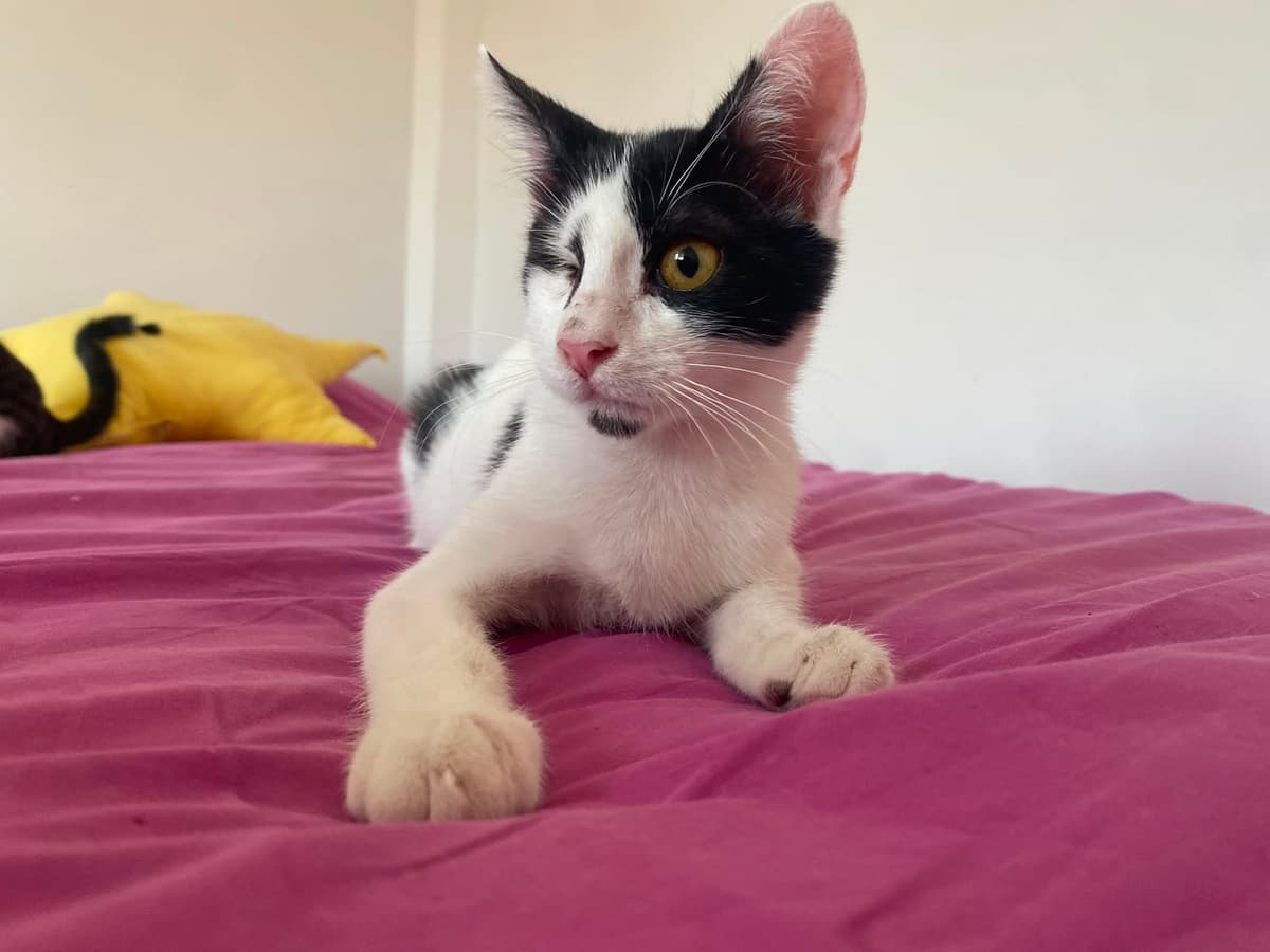 Mırmır Melez Kedi, Ankara