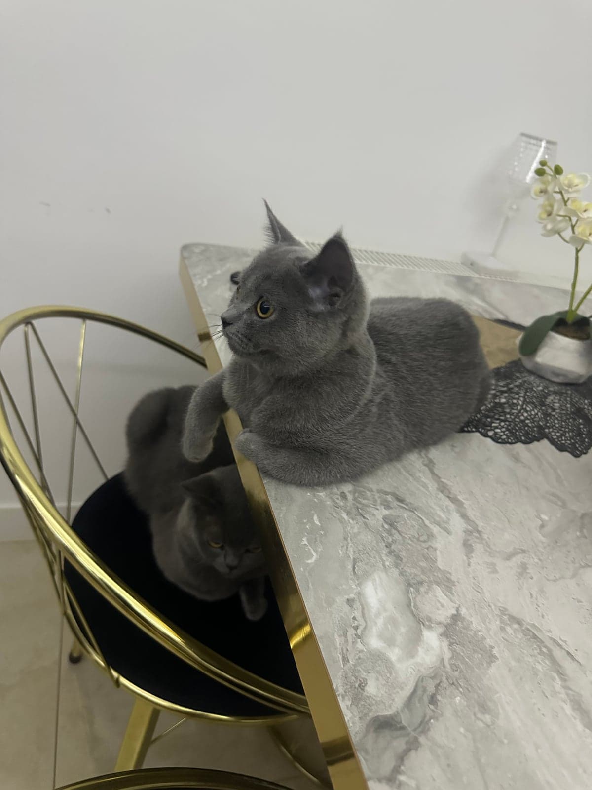 Adı yok British Shorthair Kedi, Ankara