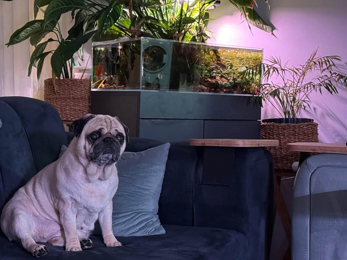 HERA Pug Köpek, İstanbul