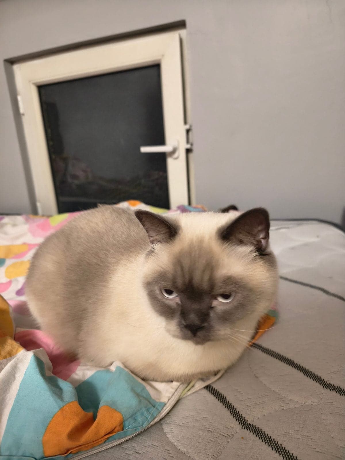 Teddy British Shorthair Kedi, Ankara