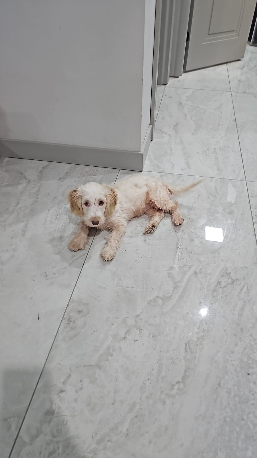 Yok Bilmiyorum Köpek, Ankara