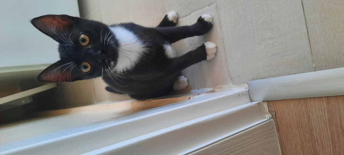 Zeytin Sokak Kedisi Kedi, Çanakkale