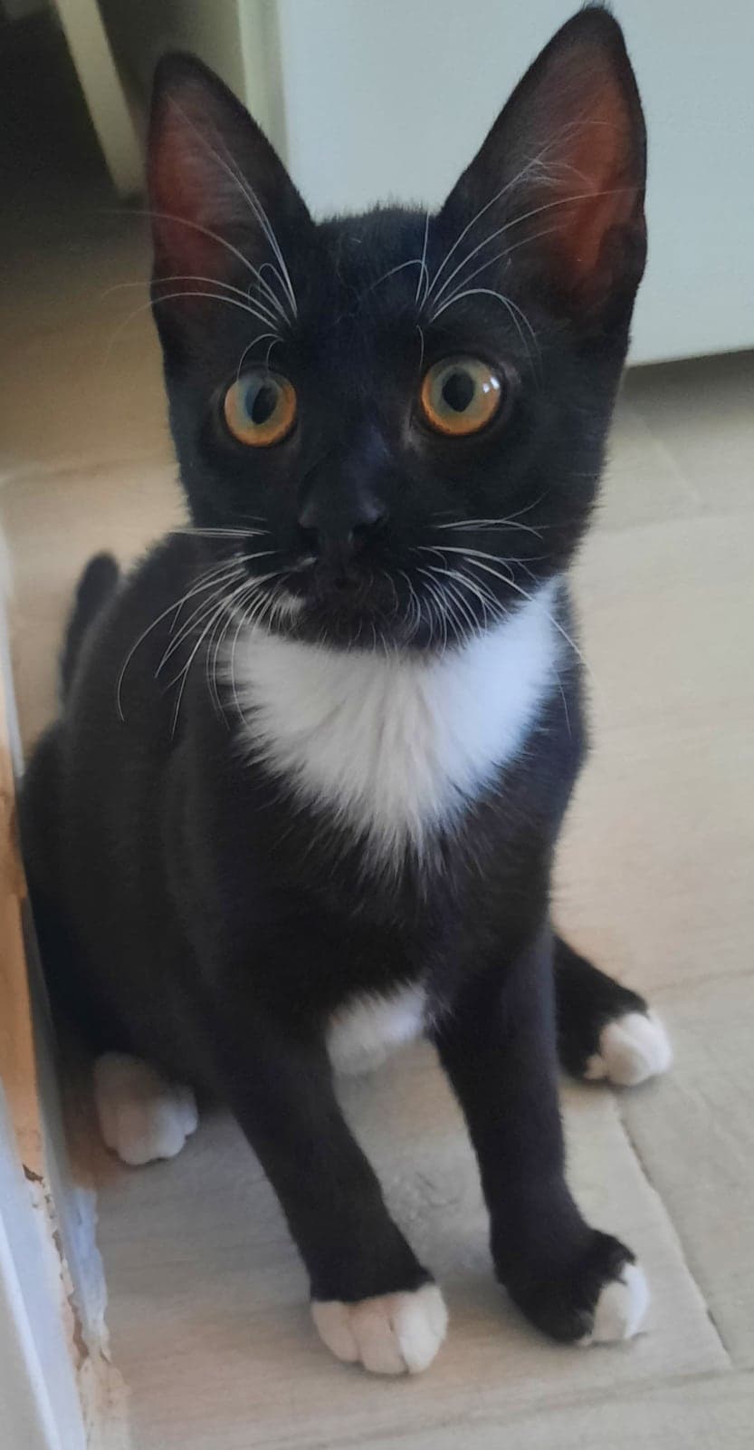 Zeytin Bilmiyorum Kedi, Çanakkale
