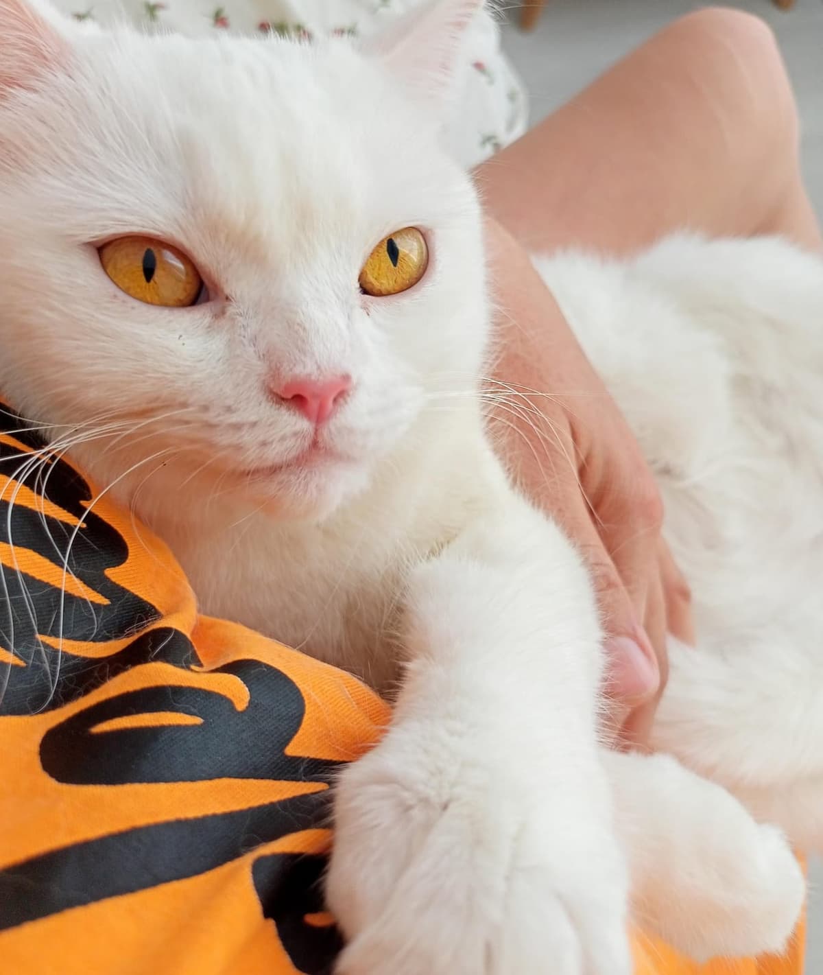 LİLİ Bilmiyorum Kedi, Antalya