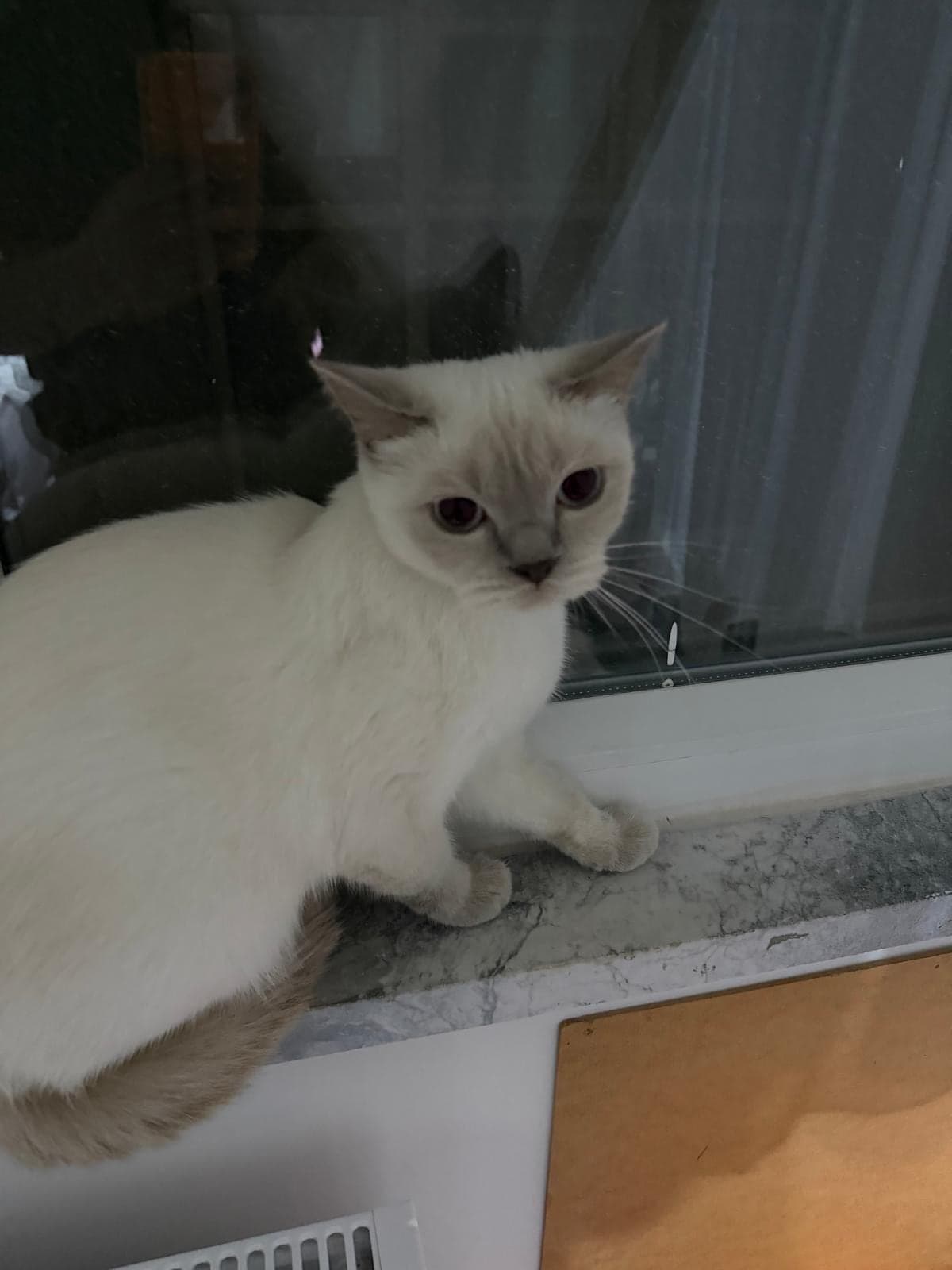 Lilya British Shorthair Kedi, İstanbul