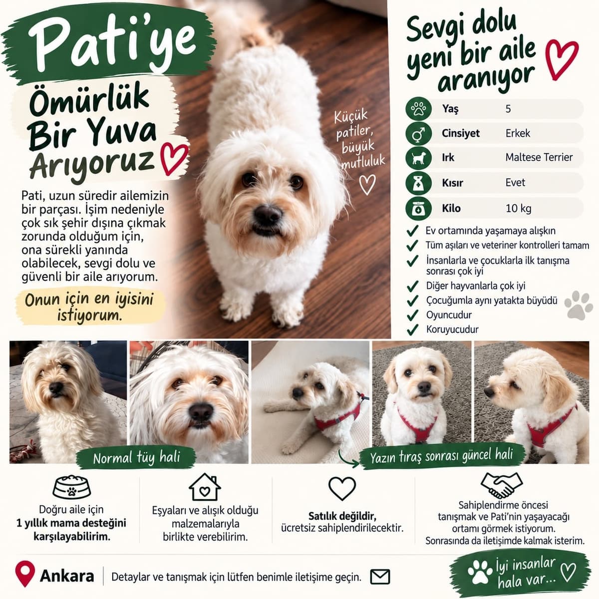 PATİ Maltese Köpek, Ankara