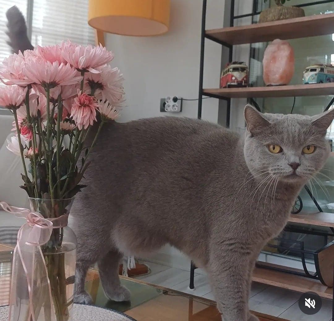 MİA British Shorthair Kedi, Adana