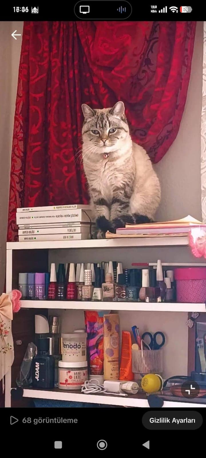 Pakize(anne) ve Bella(kızı) British Shorthair Kedi, Antalya