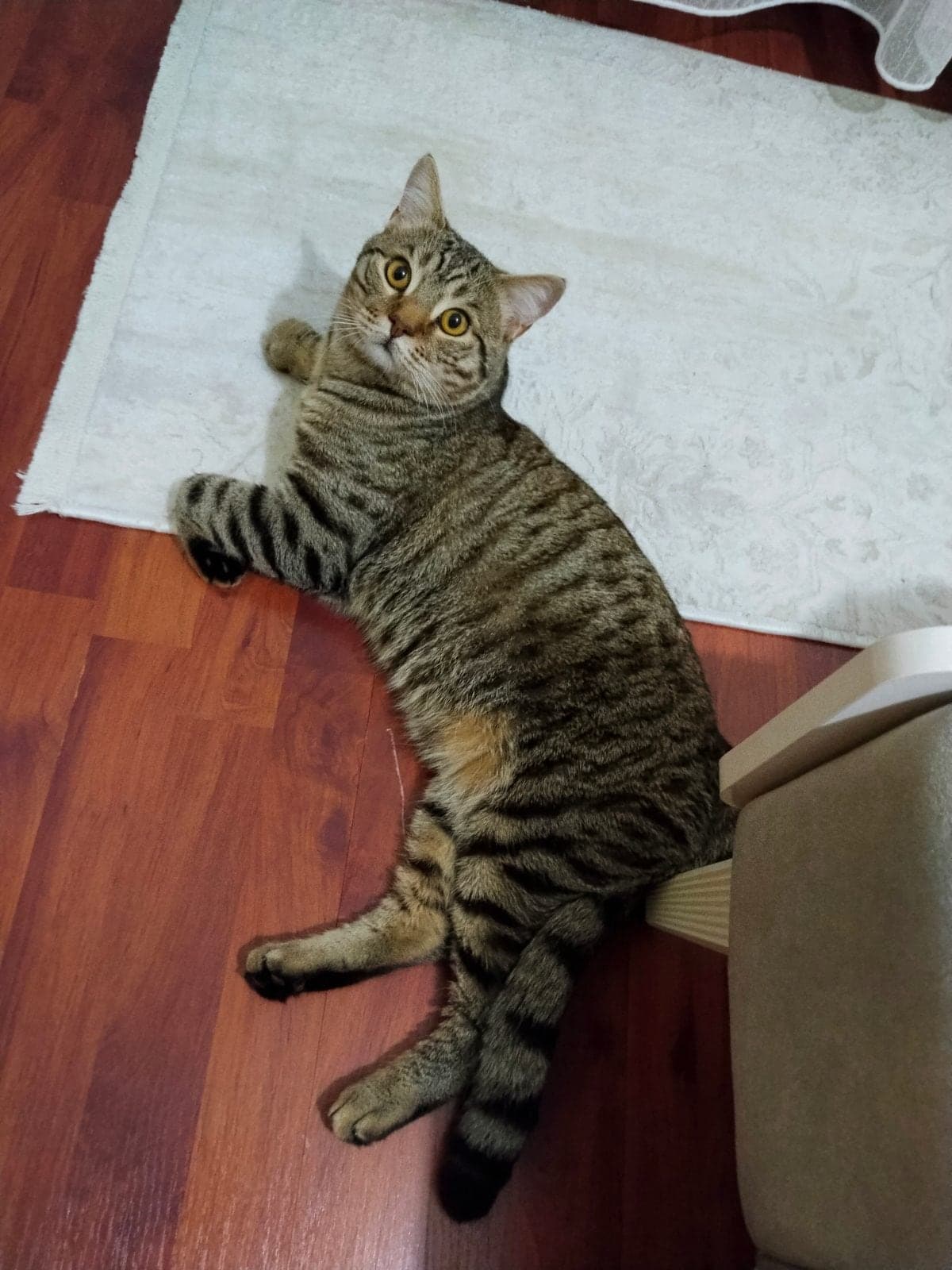 Badem Melez Kedi, Ankara