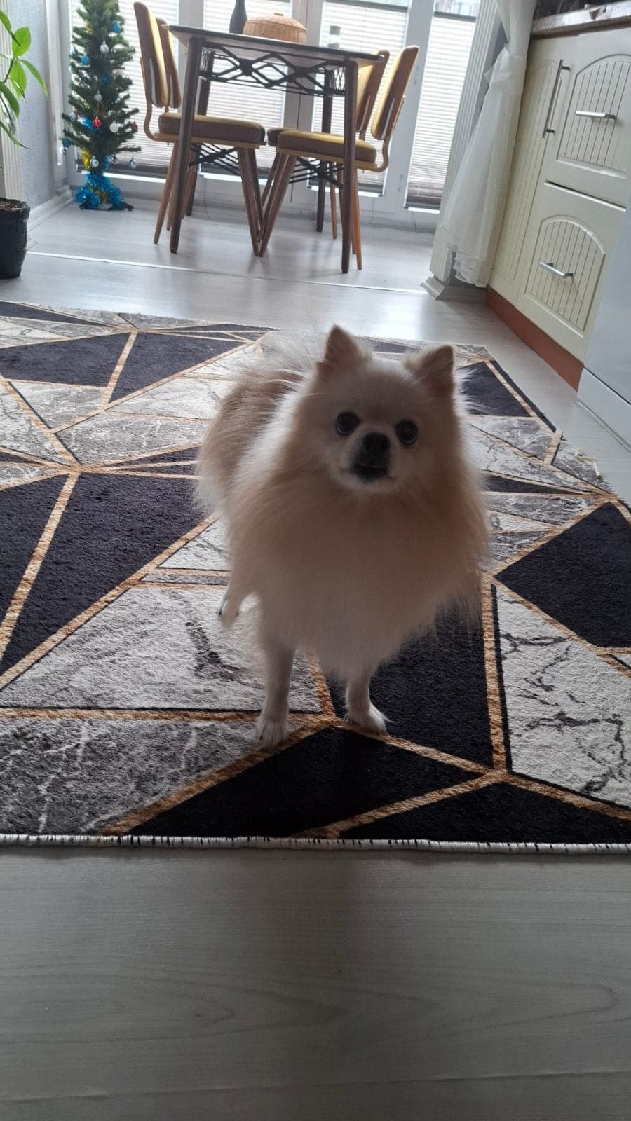 Leo Pomeranian Köpek, Bilecik