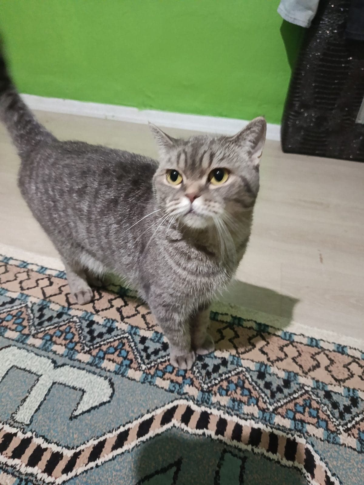 GÜMÜŞ British Shorthair Kedi, Manisa
