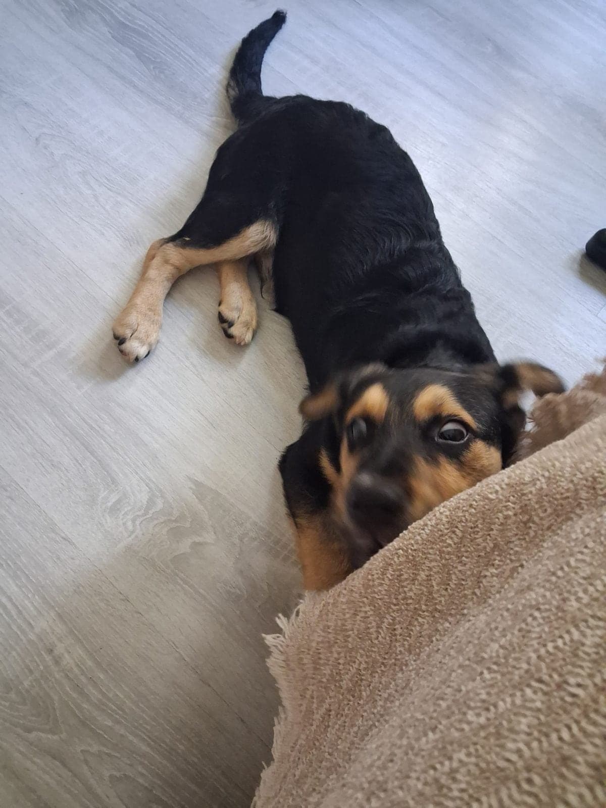 Artur Dachshund Köpek, İstanbul