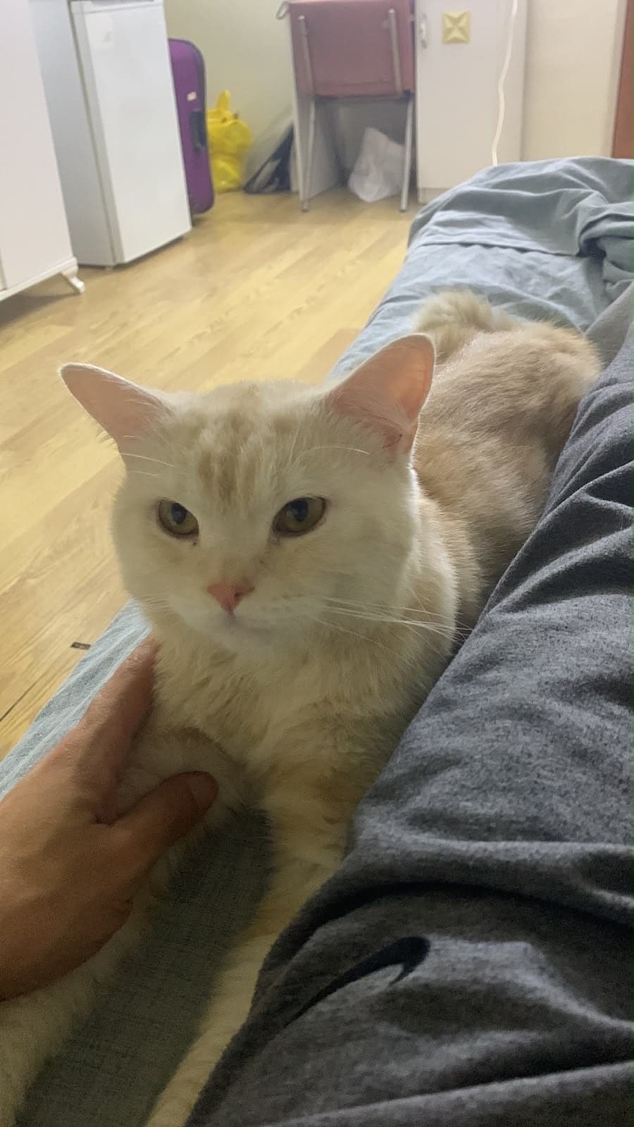 bill British Shorthair Kedi, İstanbul