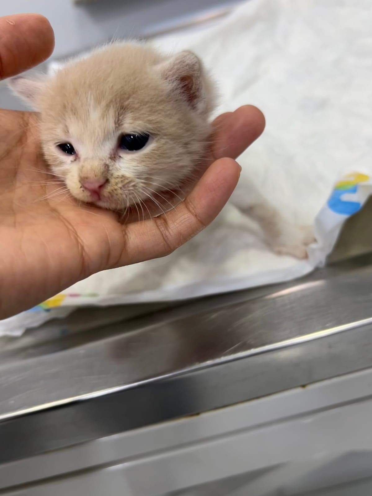 Roza Bilmiyorum Kedi, İstanbul