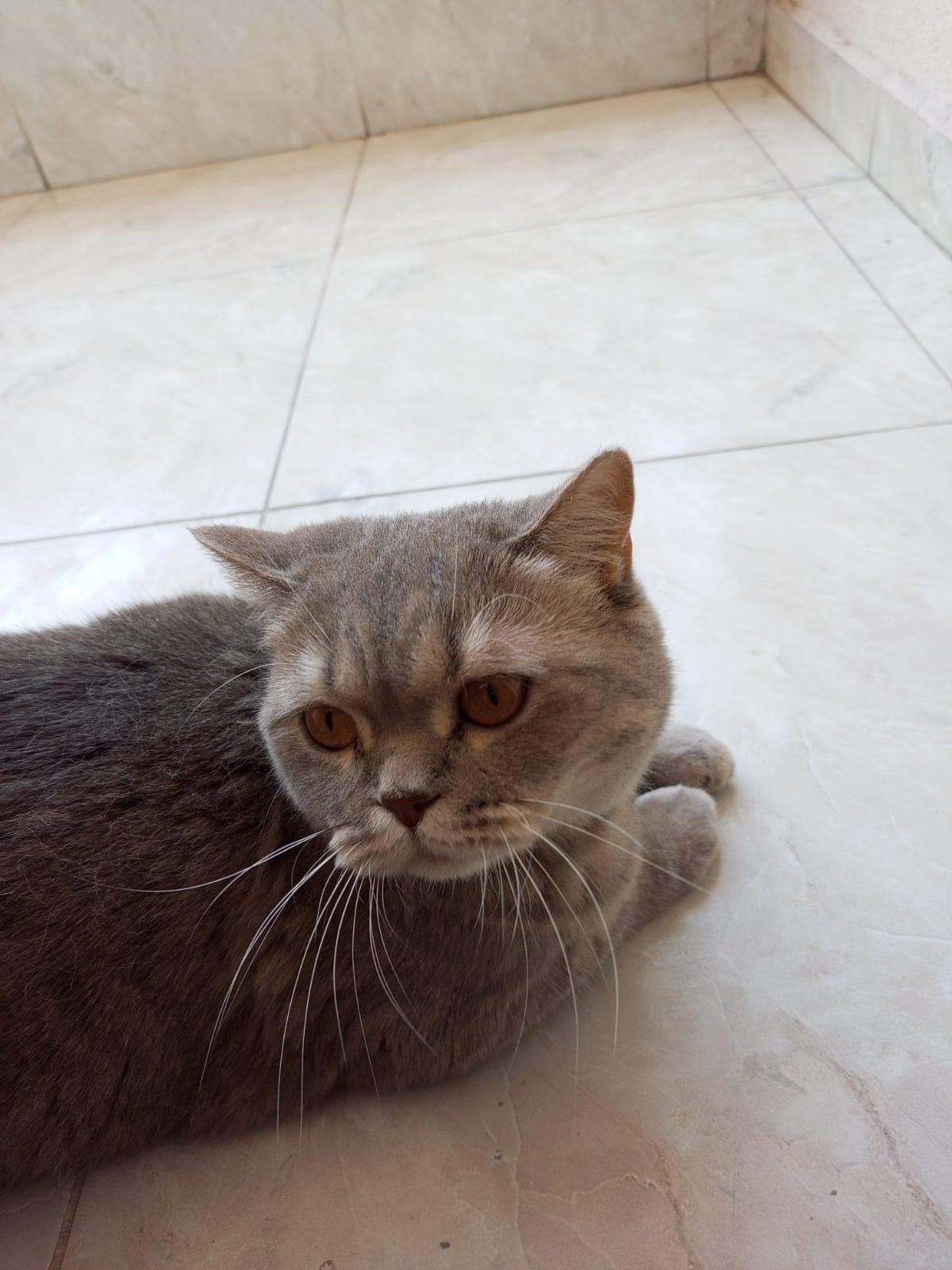 Kaplan British Shorthair Kedi, İstanbul
