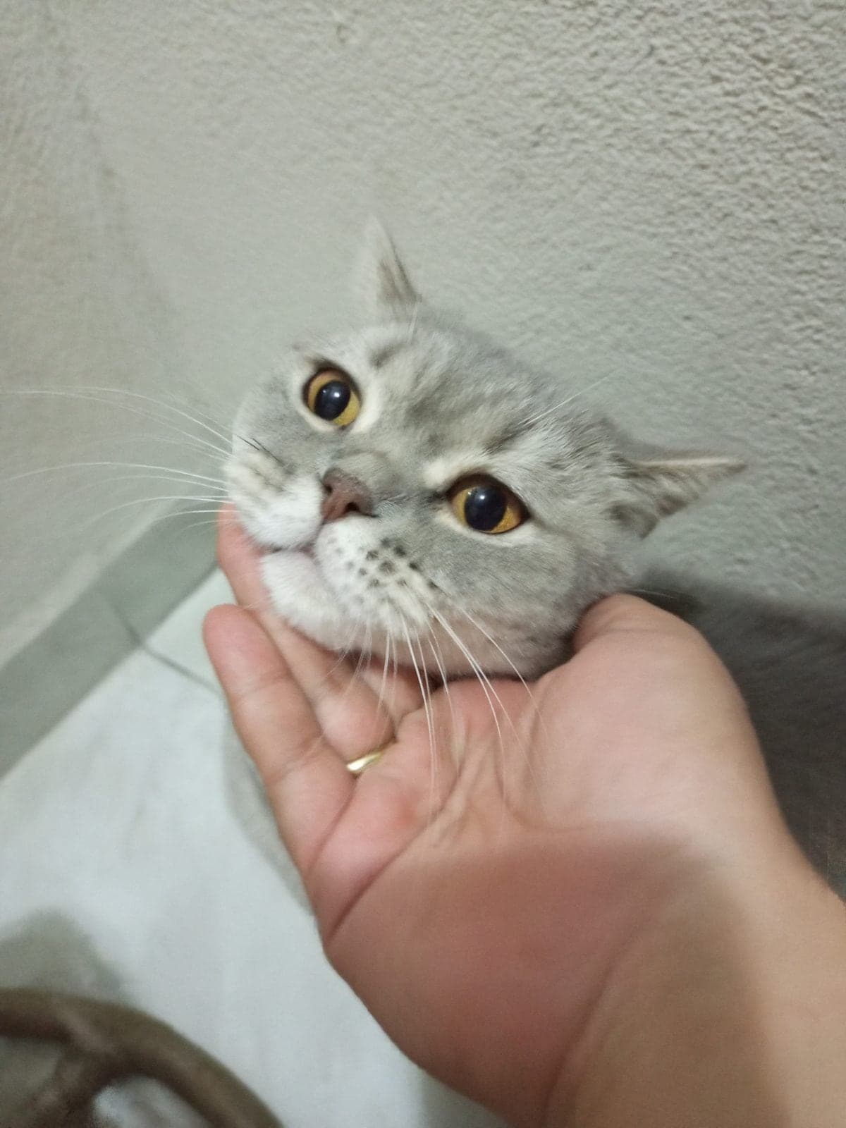 Kaplan British Shorthair Kedi, İstanbul