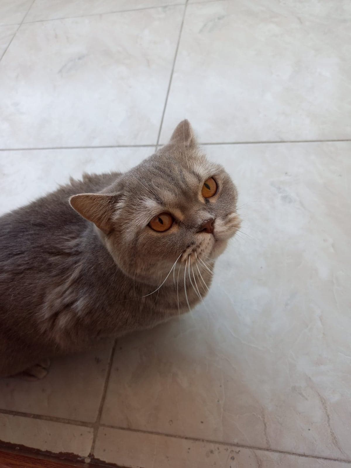 KAPLAN British Shorthair Kedi, İstanbul