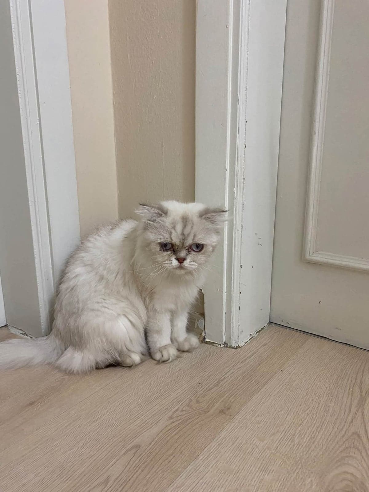 MİSHA Scottish Fold Kedi, İstanbul