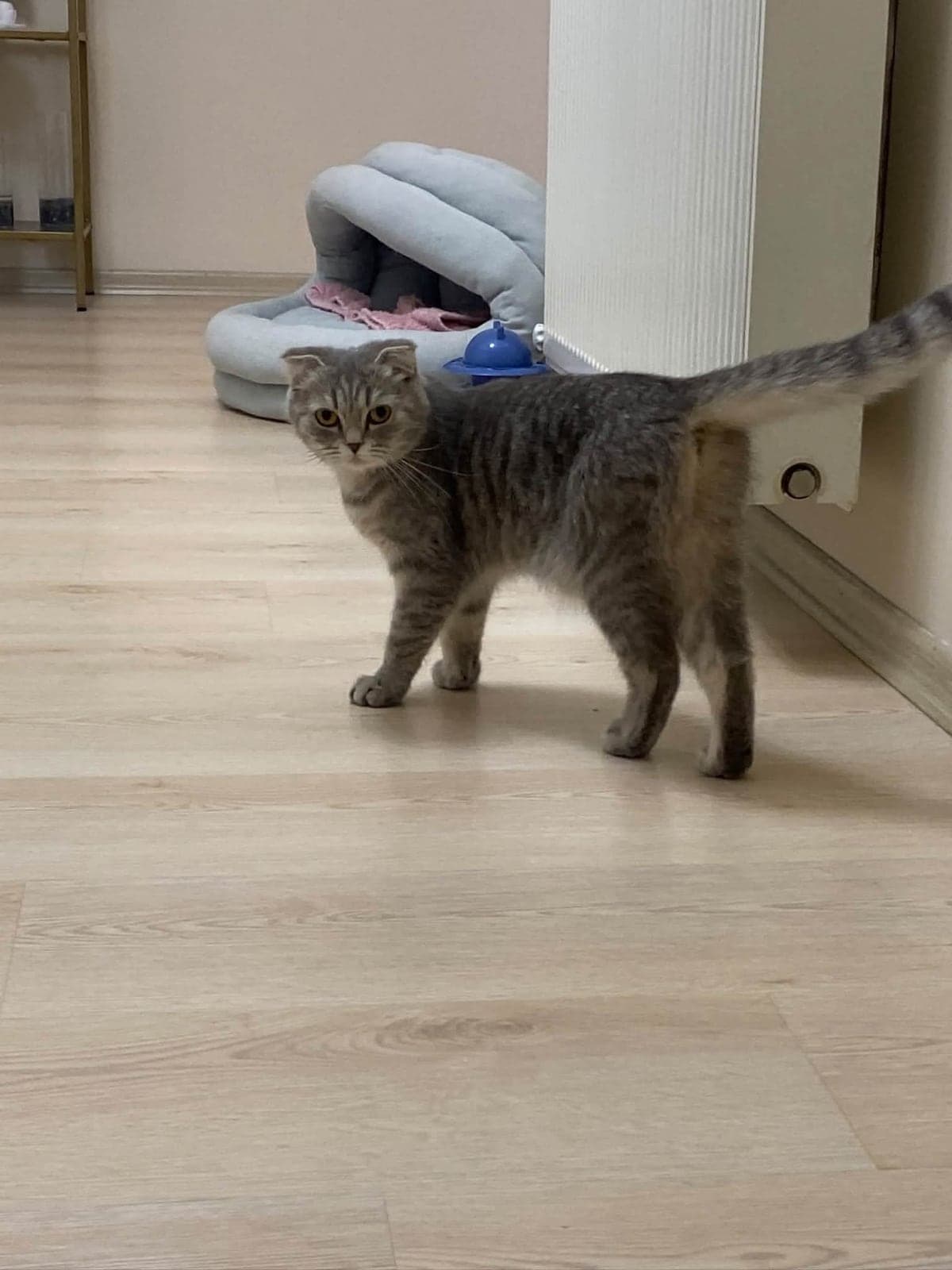 LADY Scottish Fold Kedi, İstanbul
