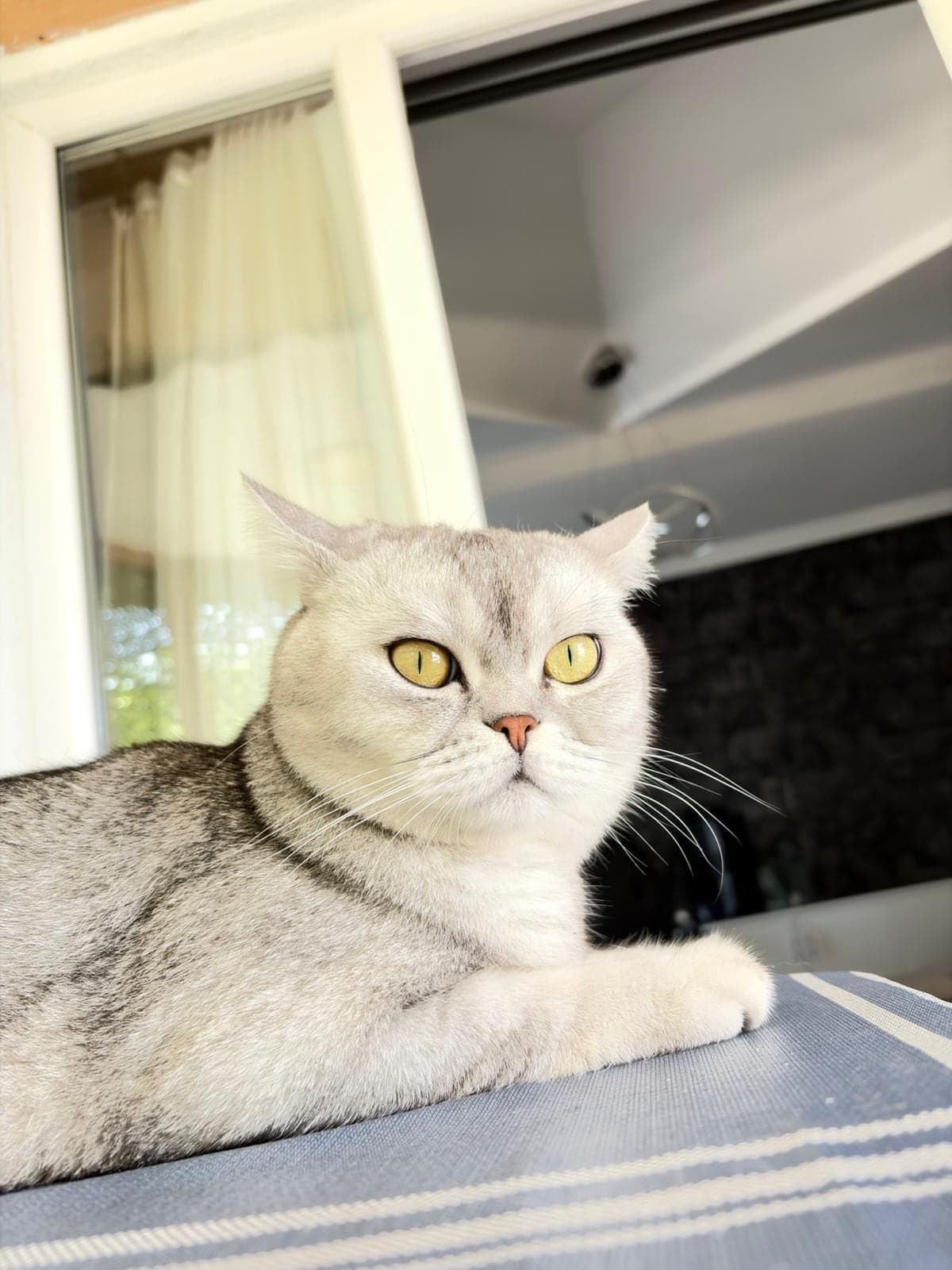 Pablo British Shorthair Kedi, Kocaeli