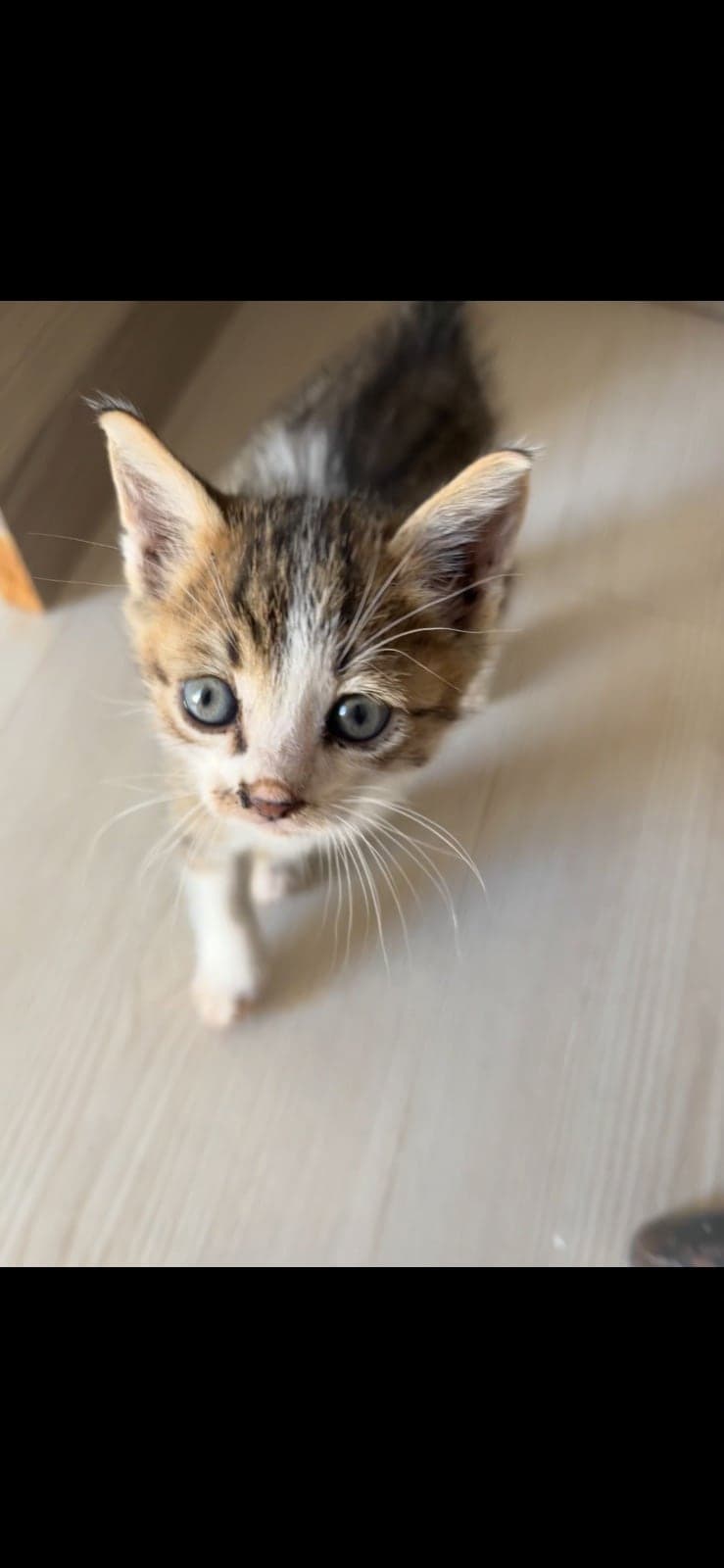 minnoş Sokak Kedisi Kedi, Bursa