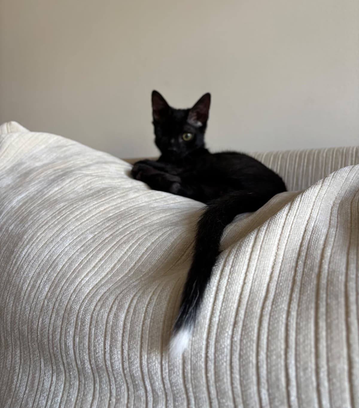 Böcük Sokak Kedisi Kedi, Ankara